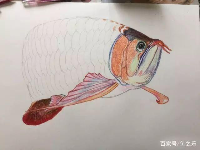 龍魚嘴型區(qū)分：龍魚嘴型對(duì)飼養(yǎng)管理的影響