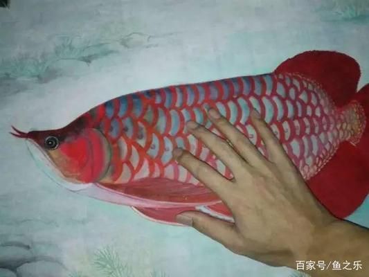 龍魚嘴型區(qū)分：龍魚嘴型對(duì)飼養(yǎng)管理的影響