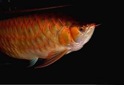 紅龍魚眼睛邊緣發(fā)白【紅龍魚眼睛邊緣發(fā)白怎么辦】