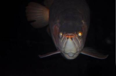 紅龍魚眼睛邊緣發(fā)白【紅龍魚眼睛邊緣發(fā)白怎么辦】