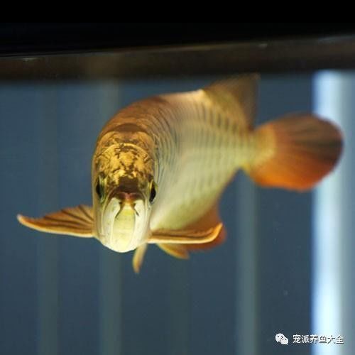 龍魚品相等級(jí)如何劃分？