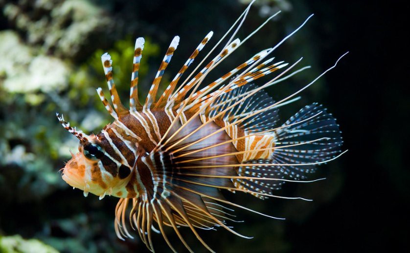 哪些品牌的藥物對治療龍魚鰓蓋爛洞有效？
