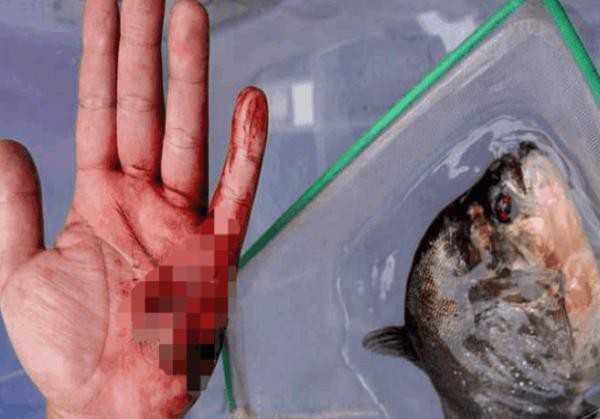 金龍魚大戰食人魚