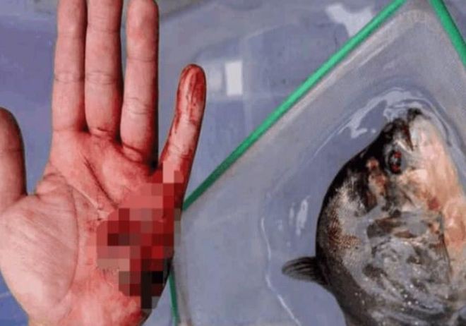 金龍魚大戰食人魚