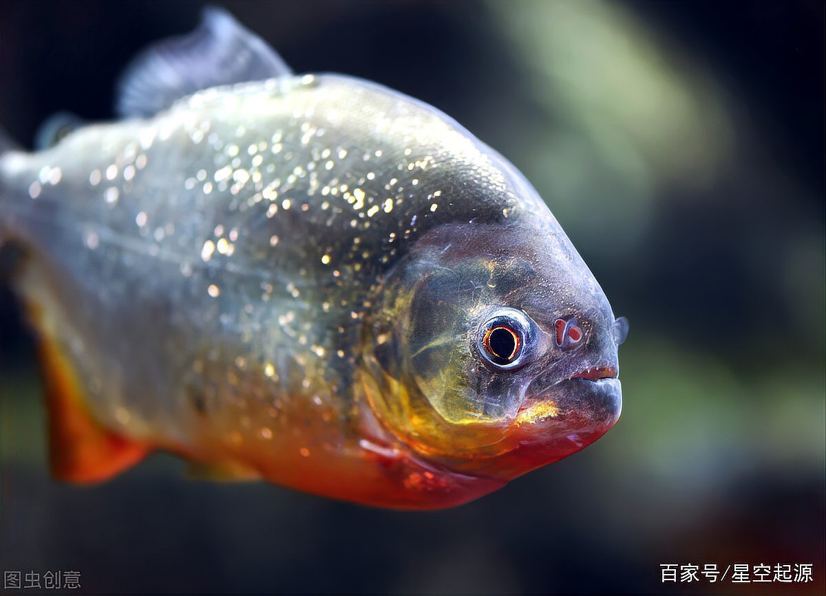 金龍魚大戰食人魚