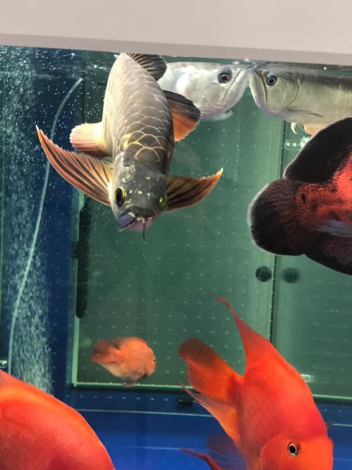 給我一張金龍魚發(fā)色過程分析圖