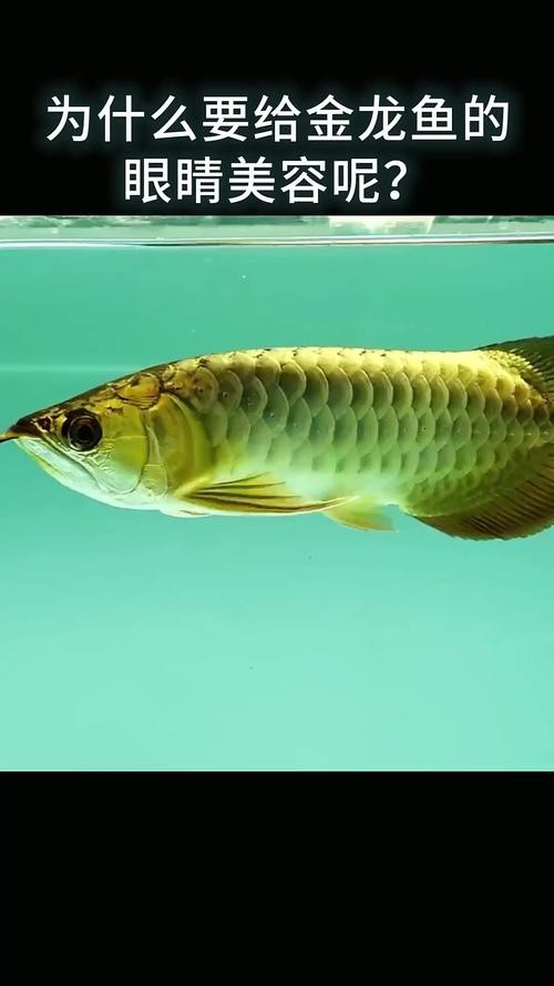 給我一張金龍魚發(fā)色過程分析圖