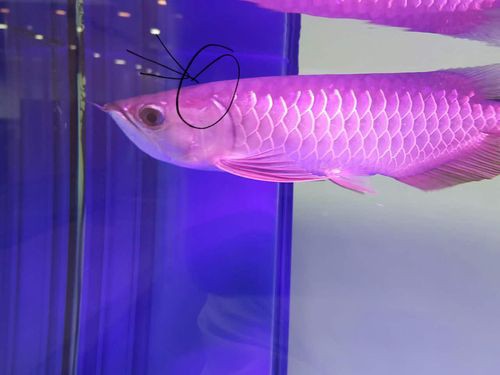 給我一張金龍魚發(fā)色過程分析圖