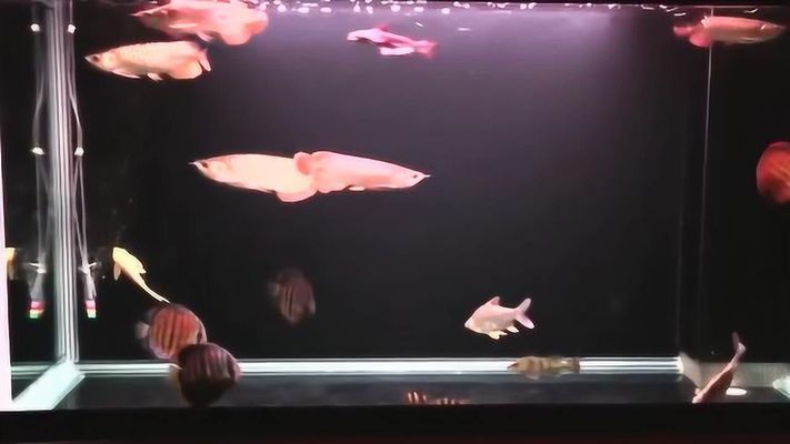 龍魚一張嘴一張嘴就死什么原因：龍魚一張嘴就死什么原因龍魚張嘴可能有多種原因
