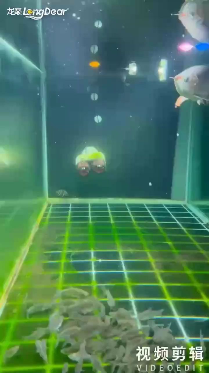 龍魚怎么樣養殖的好：龍魚養殖需要考慮以下幾個關鍵點，龍魚怎么養殖好