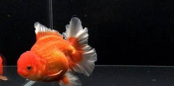 龍魚胖好還是瘦好（關于龍魚的胖瘦問題，肥胖的龍魚可能會對其健康產生影響） 龍魚胖好還是瘦好（關于龍魚的胖瘦問題，肥胖的龍魚可能會對其健康產生影響） 龍魚百科 第1張