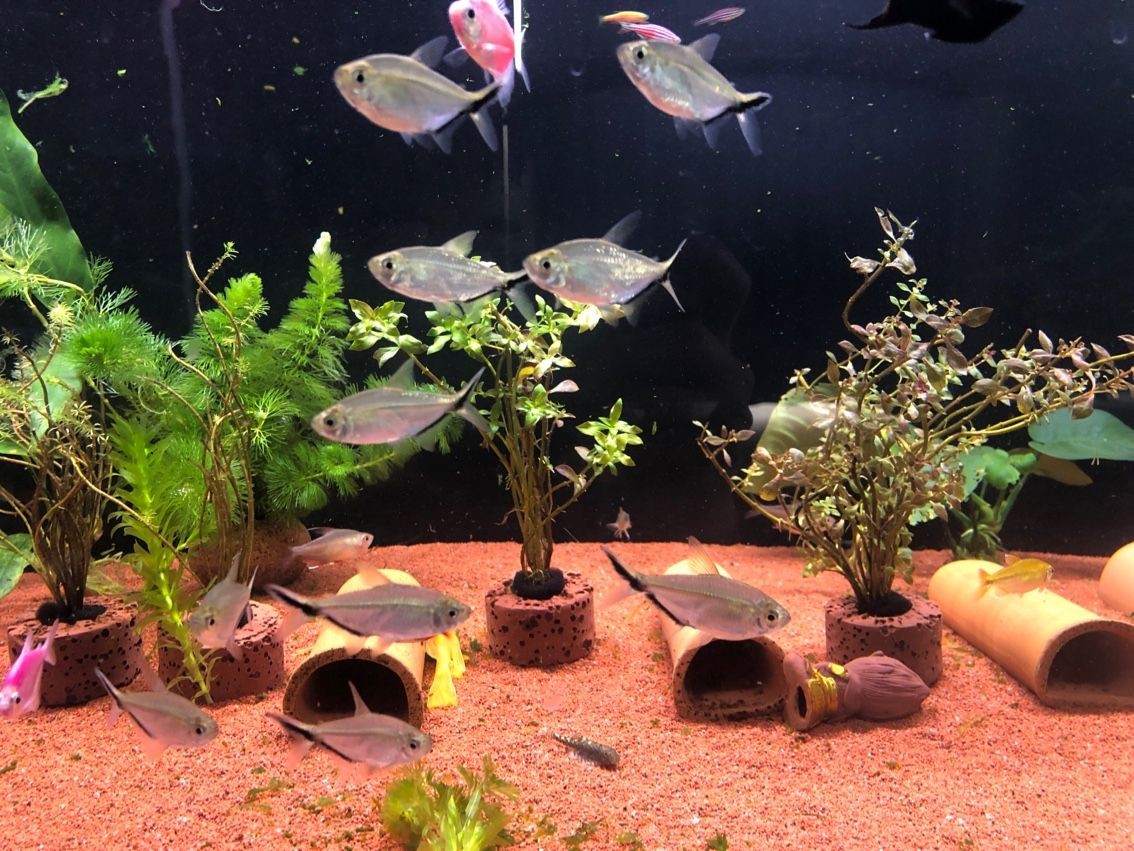 龍魚苗好養(yǎng)嗎怎么養(yǎng)活的：龍魚苗好養(yǎng)嗎怎么養(yǎng)活