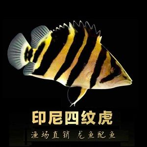 泰國金龍魚苗：關于泰國金龍魚苗的一些問題