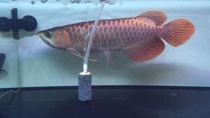 布齊美拉龍魚：關(guān)于“布齊美拉龍魚”的幾個問題