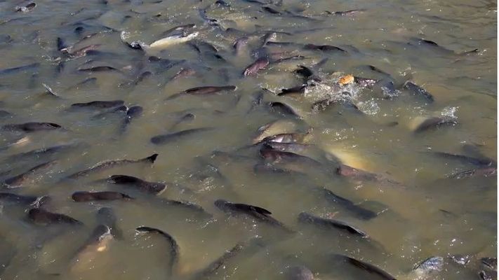 魚苗拒食可能病因分析：魚苗拒食可能由多種因素引起