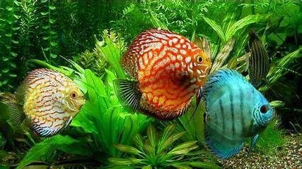 龍魚(yú)分泌物的性質(zhì)和影響（龍魚(yú)吐出的白色絮狀物可能與健康問(wèn)題有關(guān)，可能與健康有關(guān)）