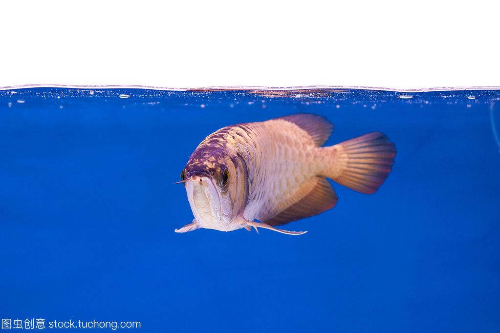 龍魚(yú)分泌物的性質(zhì)和影響（龍魚(yú)吐出的白色絮狀物可能與健康問(wèn)題有關(guān)，可能與健康有關(guān)）