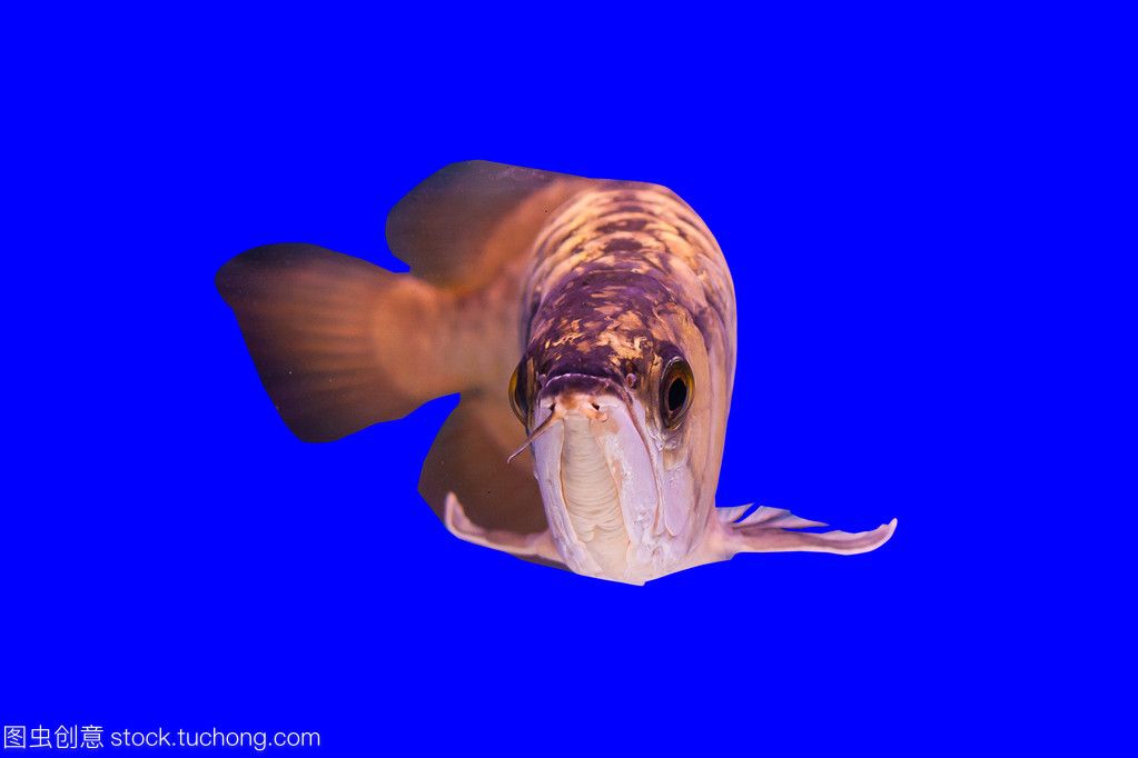 龍魚(yú)分泌物的性質(zhì)和影響（龍魚(yú)吐出的白色絮狀物可能與健康問(wèn)題有關(guān)，可能與健康有關(guān)）