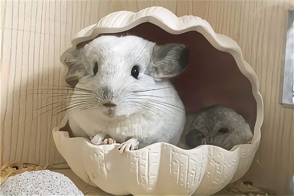 龍貓不洗澡怎么辦？