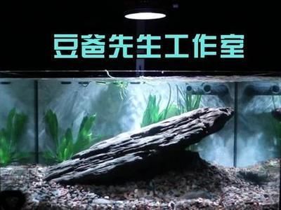 水鴉魚缸最建議買的三個顏色