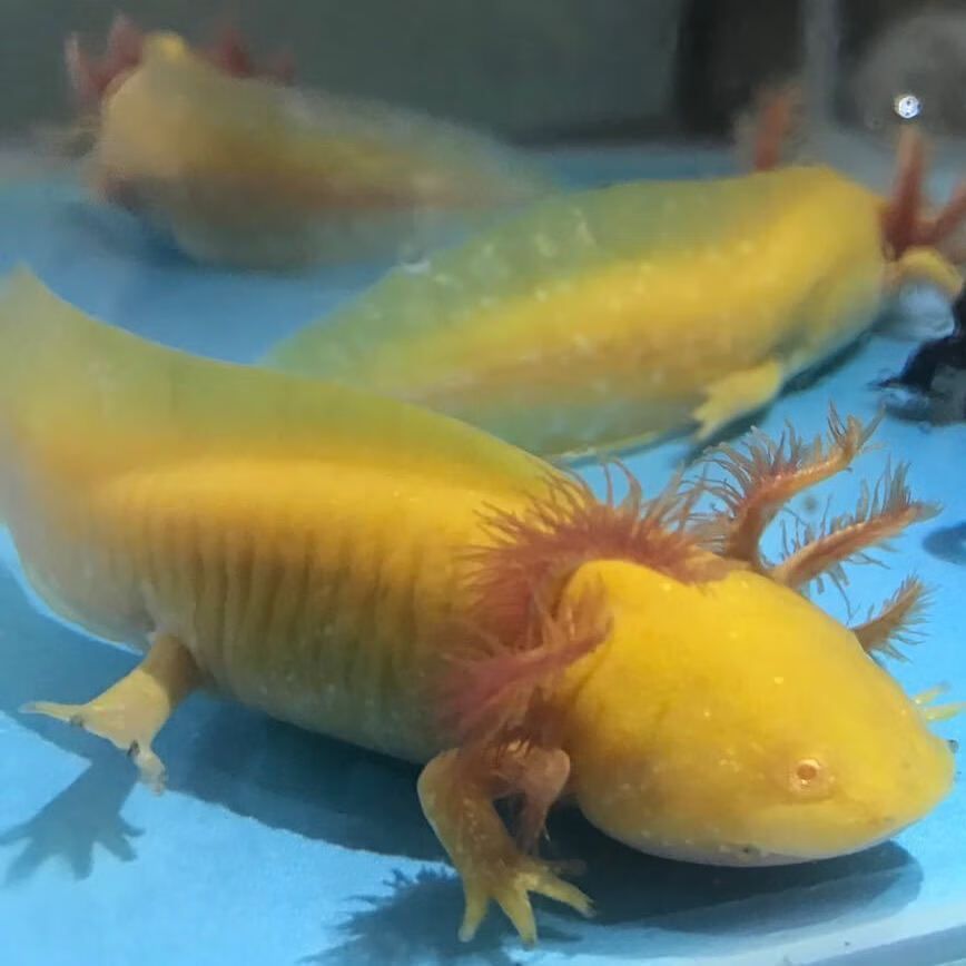 六角恐龍魚可以吃水果嗎？：六角恐龍魚可以吃水果嗎