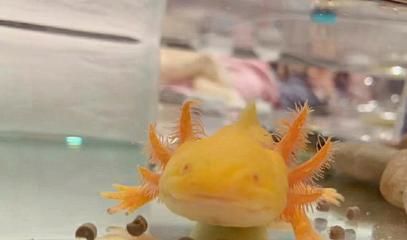 六角恐龍魚可以吃水果嗎？：六角恐龍魚可以吃水果嗎