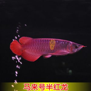 頂級紅龍魚品牌排名榜前十名：頂級紅龍魚品牌排名前十名紅龍魚品牌排名榜前十名