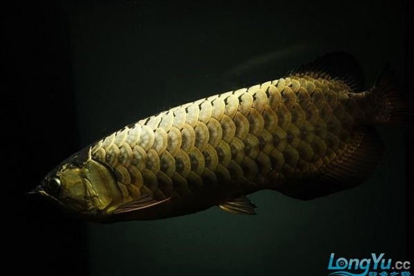 龍魚身上有小白點