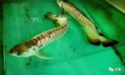 龍魚產卵怎么辦才能孵化：對于龍魚產卵后的孵化，你需要確保你的龍魚已經達到了性成熟