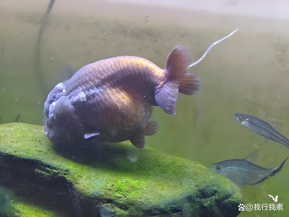 龍魚的屎是什么顏色