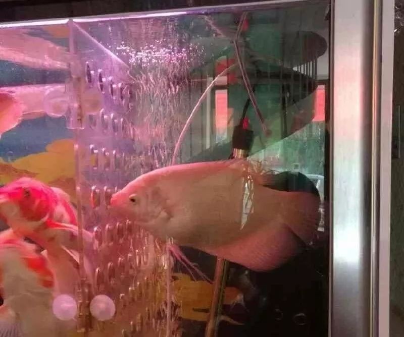 龍魚的屎是什么顏色