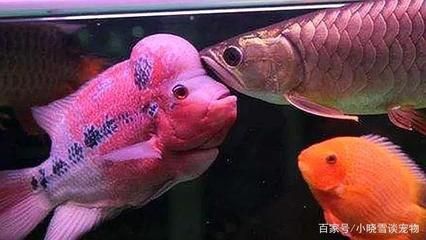 龍魚一公一母會打架？：一公一母的龍魚在混養(yǎng)情況下可能會發(fā)生打架行為的可能性