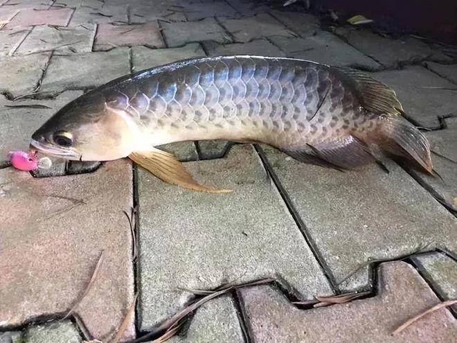 1米長的金龍魚值多少錢（廣州釣魚人在河中發現一米長水族）