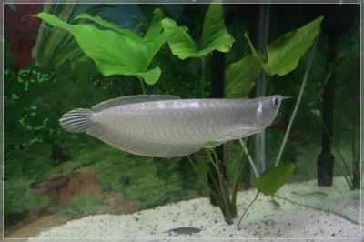 1米長的金龍魚值多少錢（廣州釣魚人在河中發現一米長水族）
