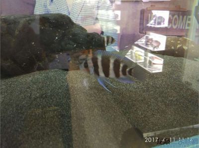 龍魚芯片號碼查詢（如何查詢龍魚芯片號碼）
