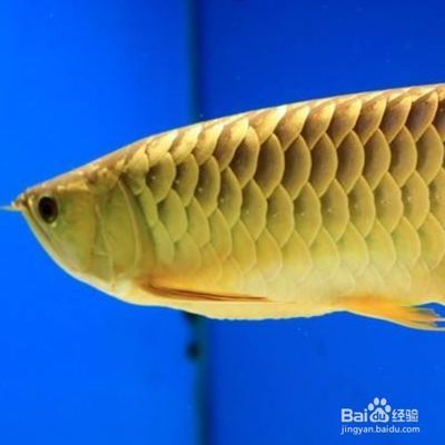金龍魚半年不吃食了有什么辦法嗎：金龍魚不吃東西怎么辦