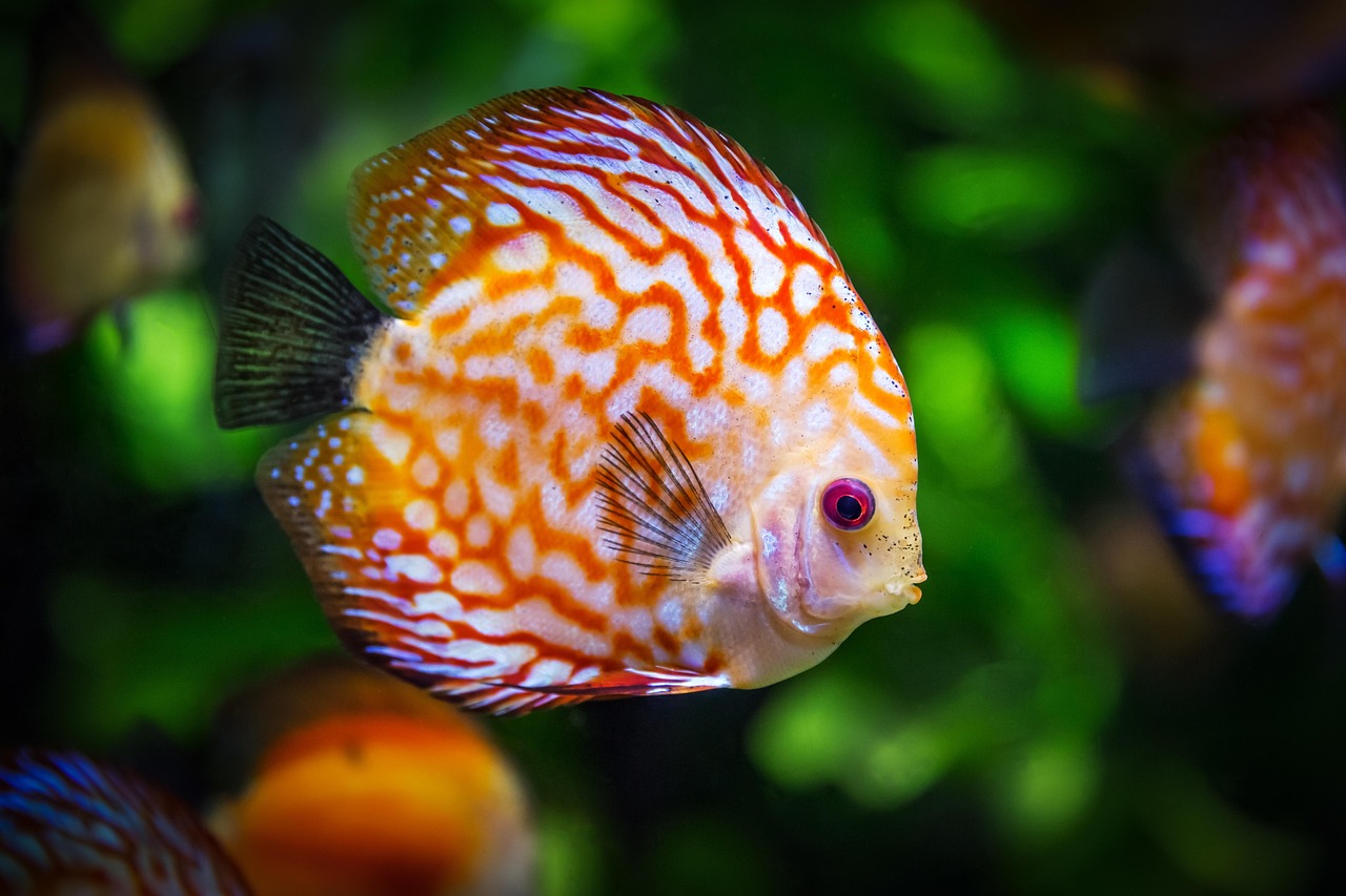 七彩雷龍魚兇嗎