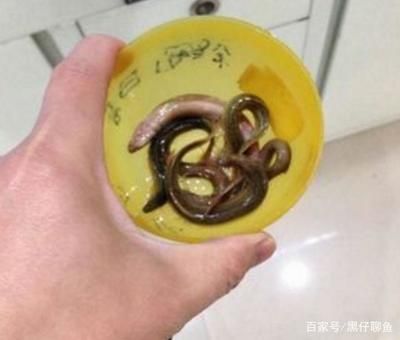 龍魚最長時間可以多長時間不吃食：龍魚可以承受最長不進食時間嗎？