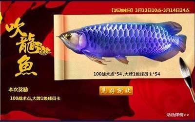 如何選購龍魚：選購龍魚的注意事項