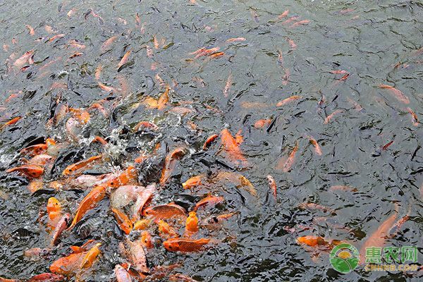 雙線側(cè)魚疾病預(yù)防措施：雙線側(cè)魚疾病預(yù)防