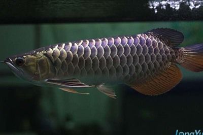 金龍魚粗框細框哪個好一點：金龍魚的粗框細框怎么看，到底是粗框好還是細框好