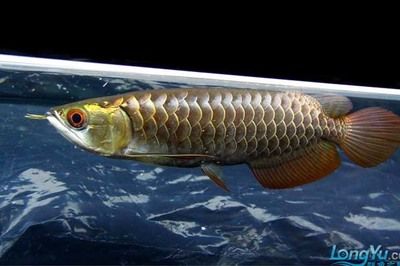 金龍魚粗框細框哪個好一點：金龍魚的粗框細框怎么看，到底是粗框好還是細框好