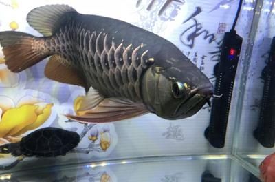 喂養龍魚用什么小魚好養：喂養龍魚時選擇的小魚應該是那些既容易飼養又能為龍魚提供營養的品種