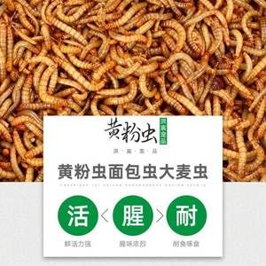 金龍魚吃大麥蟲怎么辦：金龍魚只吃大麥蟲怎么辦？