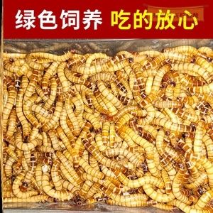 金龍魚吃大麥蟲怎么辦：金龍魚只吃大麥蟲怎么辦？