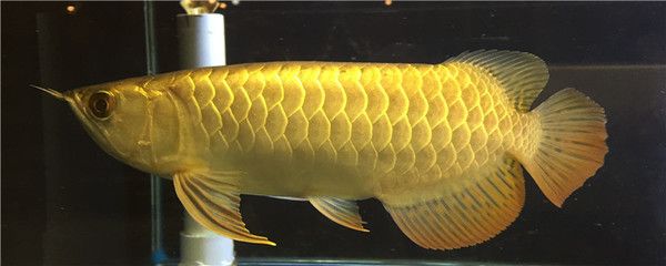 金龍魚吃大麥蟲怎么辦：金龍魚只吃大麥蟲怎么辦？