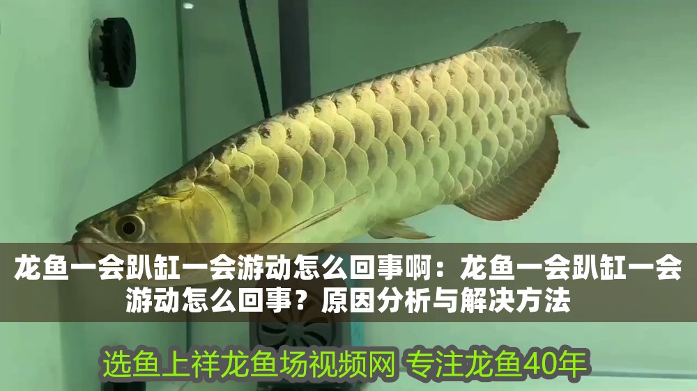 龍魚一會趴缸一會游動怎么回事啊：龍魚一會趴缸一會游動怎么回事？原因分析與解決方法
