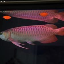 龍魚適合家養嗎？：家養龍魚的利弊