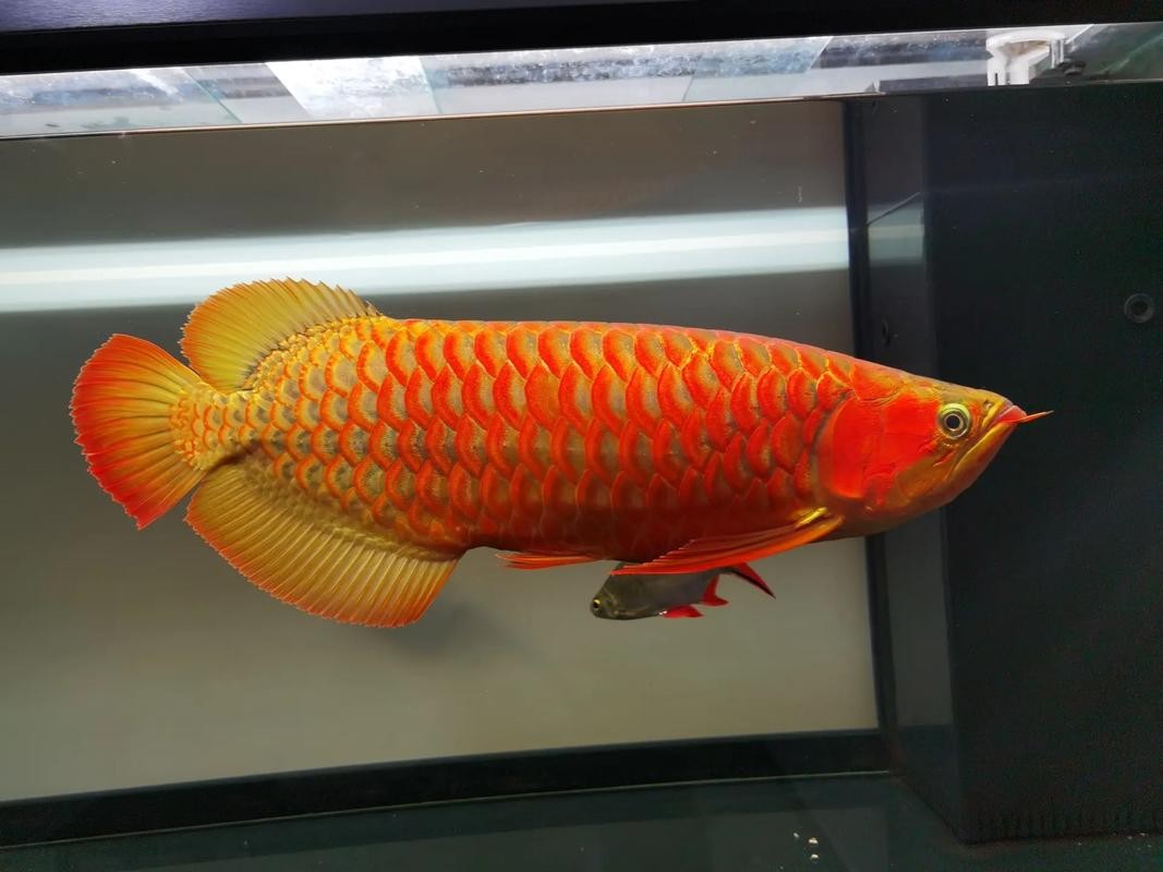 龍魚魚場都有哪些魚種圖片