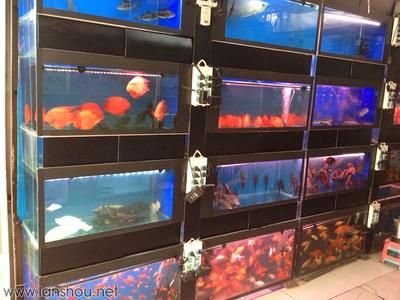 魚市常見觀賞魚：根據(jù)搜索結(jié)果列舉一些常見的觀賞魚種類